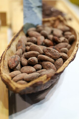granos y semillas de cacao en una vaina de cacao