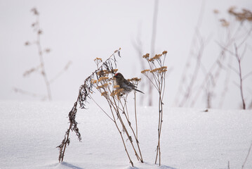 A small bird (a bunting) sits on a blade of grass in the snow during winter.