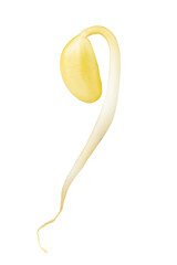 Close-up of a single mung bean sprout isolated on white background with clipping path.