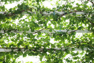 Green climbing vines growing on white wooden trellis with natural sunlight background.
