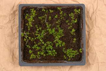 Young cress seedlings in a growing tray placed on crumpled brown paper