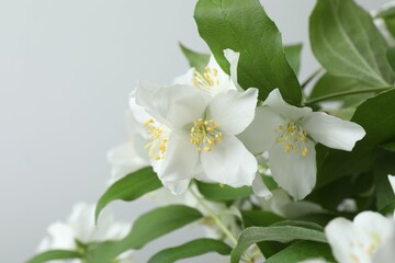 Fototapeta premium White fragrant jasmine flowers on light background. 