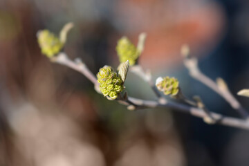 Hybrid witch-alder branch with flower buds - Latin name - Fothergilla ntermedia Sea Spray