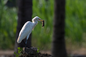 A striking wildlife moment featuring a Cattle Egret perched on a cement pole with a rat clutched in its sharp beak. The background is blurred with lush green and bokeh.