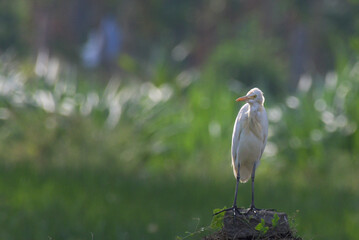 A striking wildlife moment featuring a Cattle Egret perched on a cement pole with  its sharp beak....
