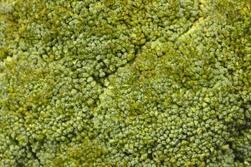A close-up, high-angle shot of a green broccoli head, showcasing its intricate, dense florets
