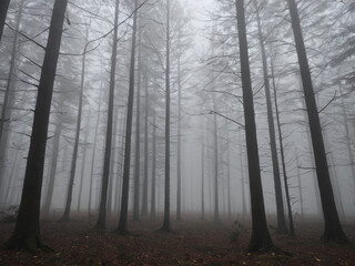 Naklejka premium Misty Forest Enigmatic Tall Trees in Dense Fog