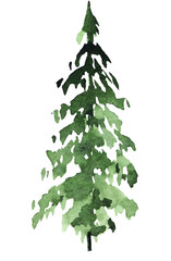 Hand drawn watercolor green spruce or pine tree, isolated illustration for winter wedding