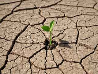 Resilience A Tiny Sprout Pushing Through Cracked Earth