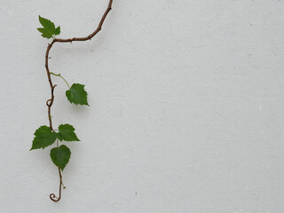 Vine Growing on a White Wall Minimalist Nature Photography