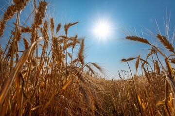 A field of golden wheat under the sun. The sun shines on the ripe spikes. The sky is blue. The picture is about harvest.