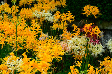 黄色の彼岸花の群生