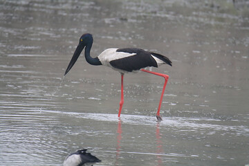 Black Neck Stork