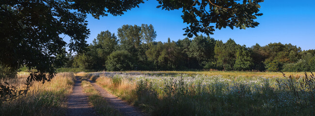 Romantisches Abendlicht in der Landschaft Wald und Feld mit Weg