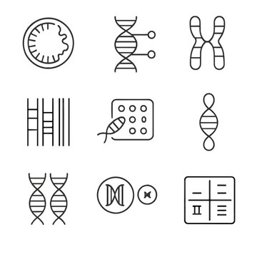 Genetic Icons Collection. Outline style icons of Genetic Markers in Systematics: mtDNA icon, SNP markers, chromosome band pattern,