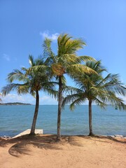 Coconut trees on the beach