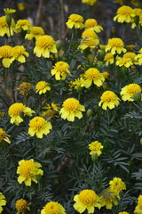 Obraz premium yellow flowers in the park