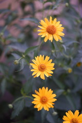 yellow flowers in the garden