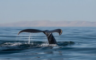 Fototapeta premium Whale Tail and Ocean Spray under Clear Blue Sky