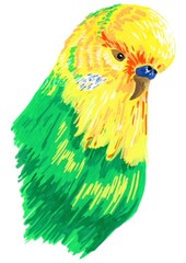 Colorful budgie bird on transparent background, bight bold illustration of a tropical bird