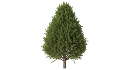 Isolated Conical Evergreen Tree with Detailed Foliage