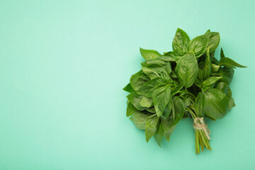 Branch fresh basil on mint background. Space for text