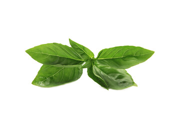 Sweet basil herb leaves isolated on white background