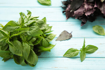 Green and purple basil herb on blue wooden background