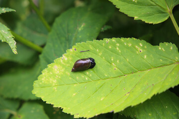 Amber snail, succinea putris, shell on a leaf