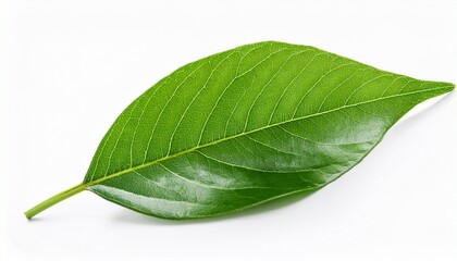 Obraz premium close up green leaves isolated on white