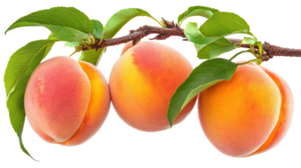  Peach - Ripe juicy peaches with subtle blush coloring on transparent background