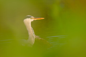 grey heron quietly emerges from behind soft green foliage, bathed in warm evening light