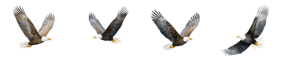 Obraz premium American Bald Eagle Flying - Wildlife Photography