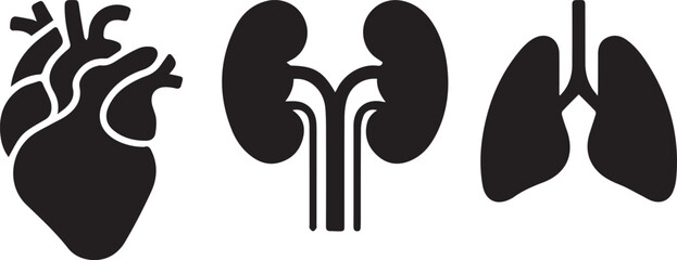 Human Kidneys Vector – Medical Anatomy Silhouette