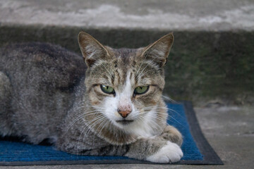 Gray and white street cat. A sharp look that pierces through
