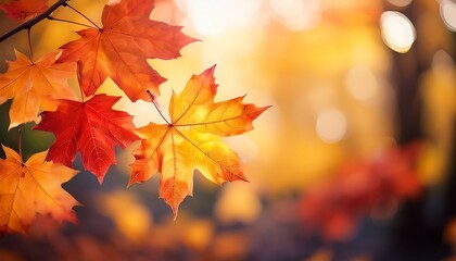 Fototapeta premium maple leaves in autumn colors beautiful fall colors defocused image bokeh background