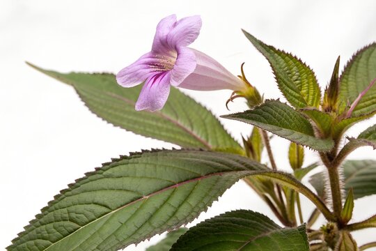 karvy strobilanthes callosa flower isolated