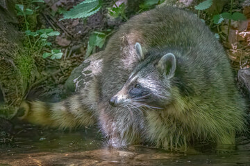 Cute wild raccoon in forest stream looking right in daylight