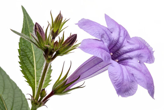 strobilanthes callosus flower isolated on white background