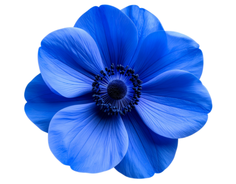 Top View of Blue Blossom with Subtle Gradient Petals, Transparent Background PNG