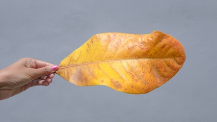 Female hands holding Almond leaf big size fallen during autumn season. Fresh yet yellow leaf