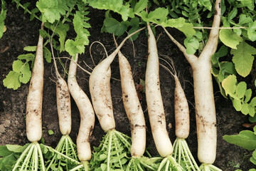 Daikon white radish in garden. Bunch of organic dirty daikon radishes harvest with green tops on...