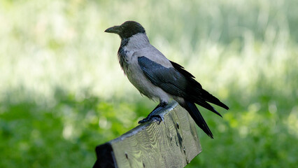 crow on a fence