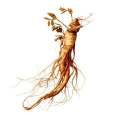 dried ginseng root whole png, traditional medicine herb