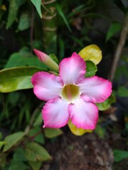 pink white desert rose flower