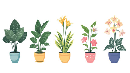 Obraz premium Assortment of Different Houseplants - Various Types of Home Plants in Elegant Arrangement