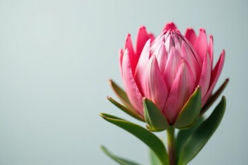 Fototapeta premium Large pink King Protea, stark against a pale grey backdrop, flower, vivid, still life