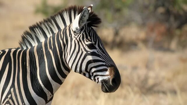 A striking zebra showcases its iconic black and white striped coat, highlighting the elegance of the wild in this close-up. This captivating wildlife portrait reveals the animal's textured mane.