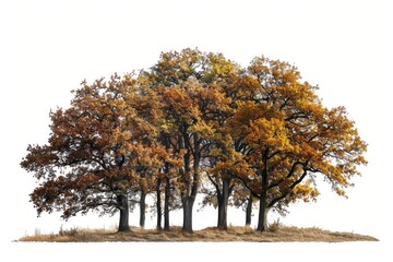 Autumn trees in isolated field