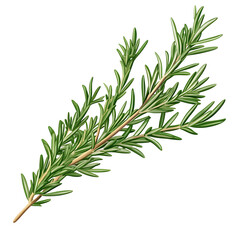 Fototapeta premium Fresh rosemary sprigs with detailed needle-like leaves, isolated on transparent background.